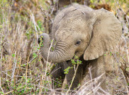 100 ekor Gajah Mati di Taman Nasional di Zimbabwe yang Alami Kekeringan