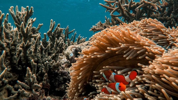Pemandangan bawah laut Pulau Lemukutan. (Foto: instagram@amazingtour.id)