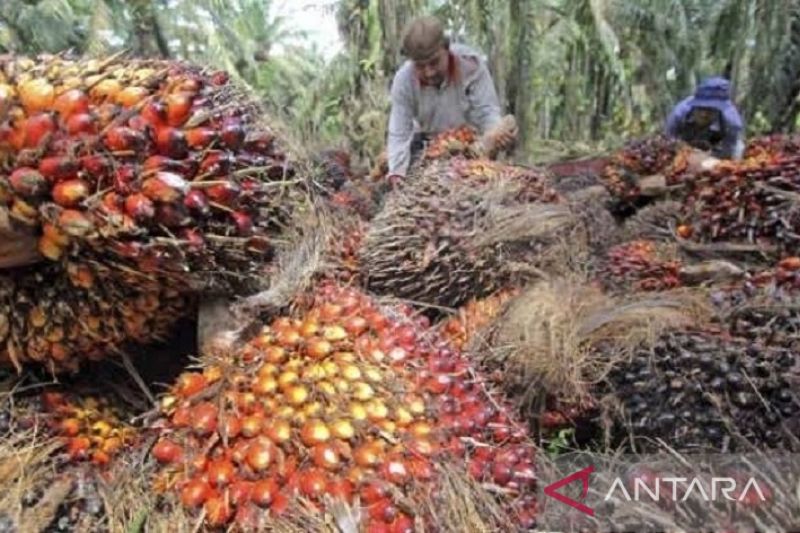 KPK Dorong SNANK Jadi Solusi Tata Kelola CPO dan Produk Turunannya