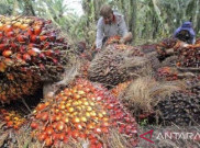 KPK Dorong SNANK Jadi Solusi Tata Kelola CPO dan Produk Turunannya
