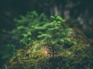 Perlu Terobosan Baru untuk Target Net Zero Emission