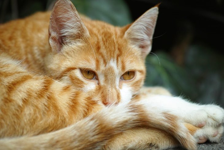 kucing