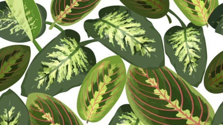Daun Bahagia, Tanaman dalam Ruang dengan Perawatan Mudah