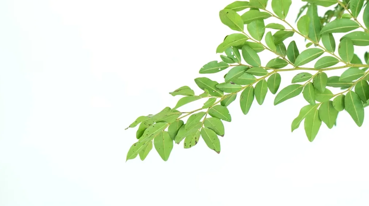 Daun Sirsak vs Daun Kelor. Foto Freepik