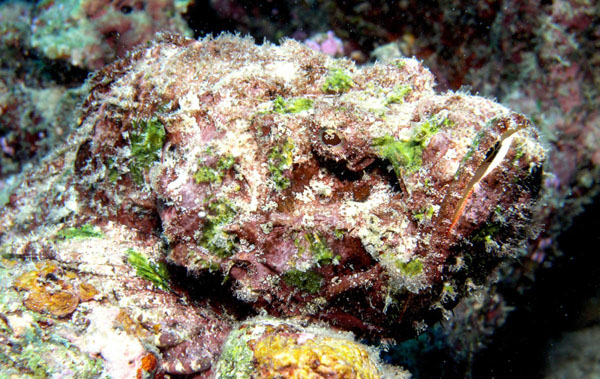 lepu batu