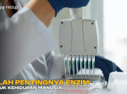 Inilah Pentingnya Enzim untuk Kehidupan Manusia