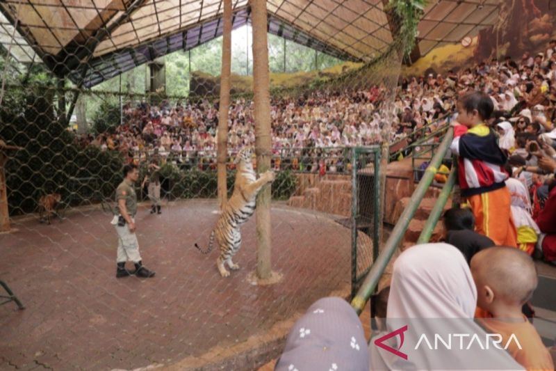 Pendiri Taman Safari Indonesia Bantah Tudingan Eksploitasi hingga Penyiksaan Pekerja OCI