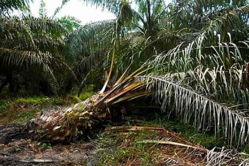 46.767 Hektar Perkebunan Sawit Rakyat Terserang Penyakit Pangkal Busuk Batang