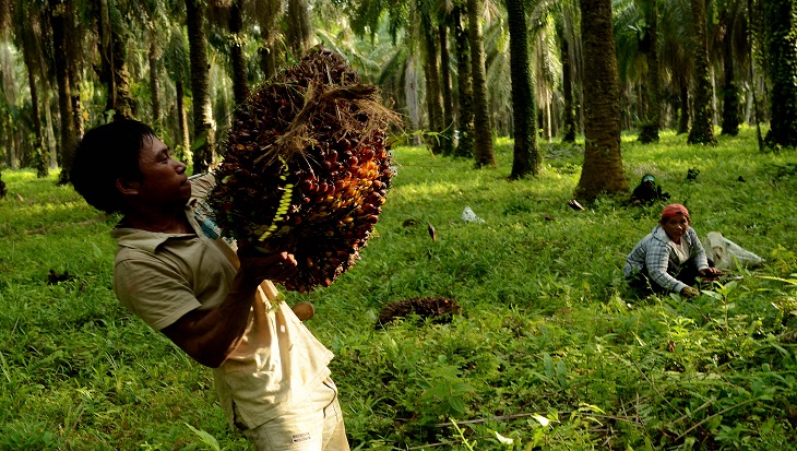 Petani kelapa sawit 