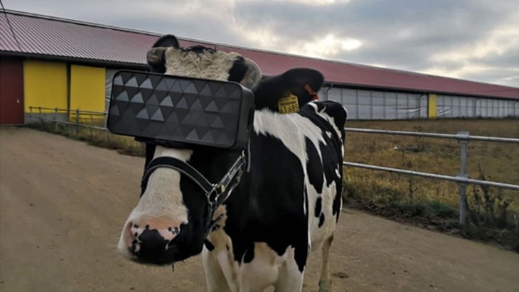 Canggih! Teknologi VR Pada Sapi Dipercaya Bisa Tingkatkan Produksi Susu
