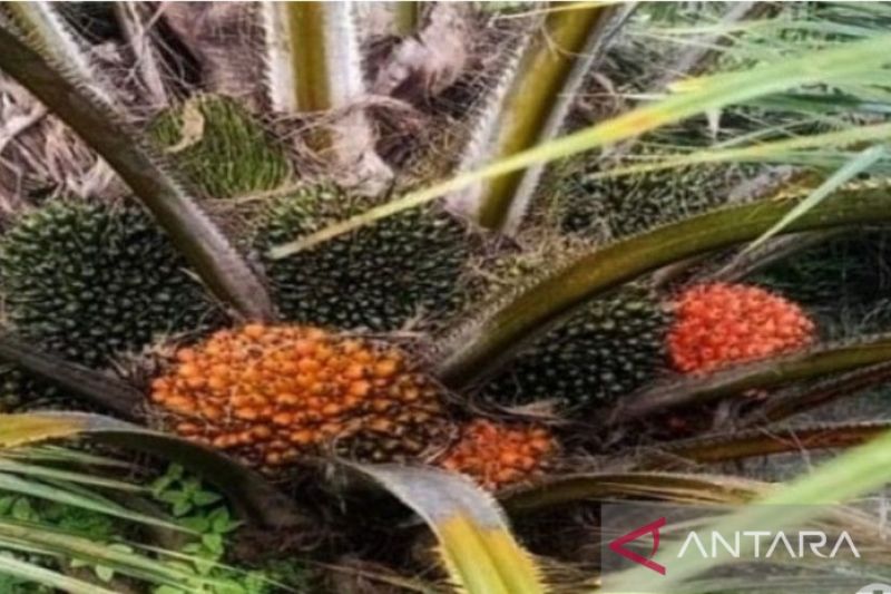 Mulai Hari Ini, 12 Produk Sawit dan Turunannya Hanya Boleh Dijual di Dalam Negeri