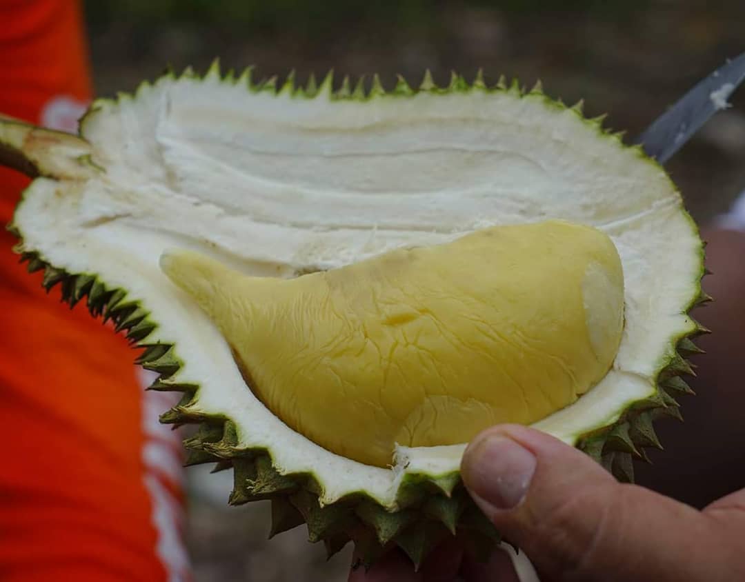 Durian Cumasi Tai Babi
