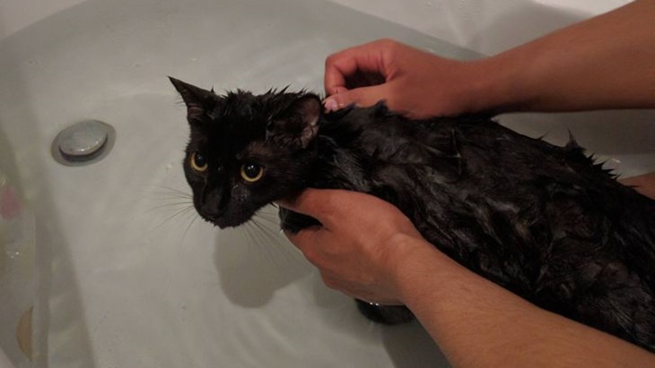 Kucing mandi