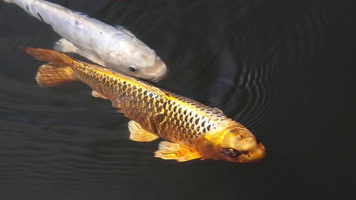 koi