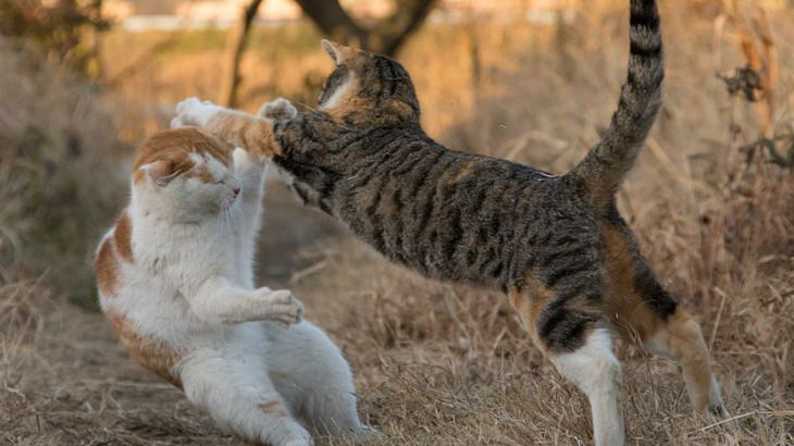 Masayuki Oki Memotret Kucing Selalu pada Pukul Empat Sore