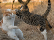 Masayuki Oki Memotret Kucing Selalu pada Pukul Empat Sore