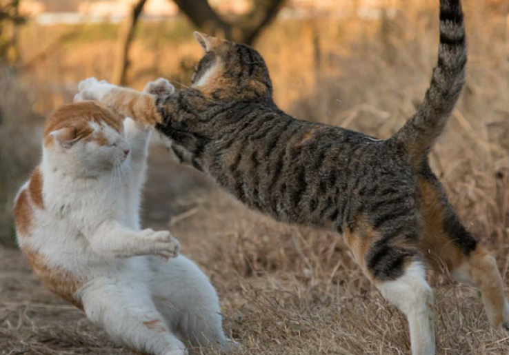 Masayuki Oki Memotret Kucing Selalu pada Pukul Empat Sore