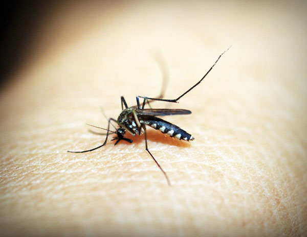 Waspada, Nyamuk di Sekitar Rumah Bisa Amat Berbahaya