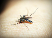 Waspada, Nyamuk di Sekitar Rumah Bisa Amat Berbahaya