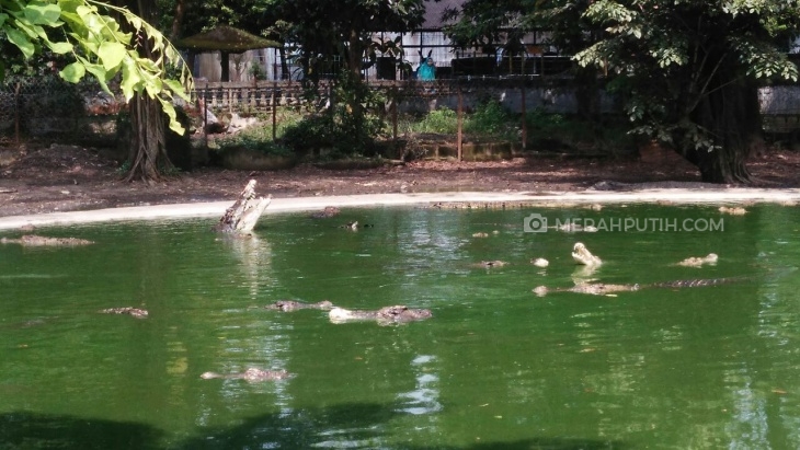 Ada 300 buaya di Taman Buaya (MP/Muchammad Yani)