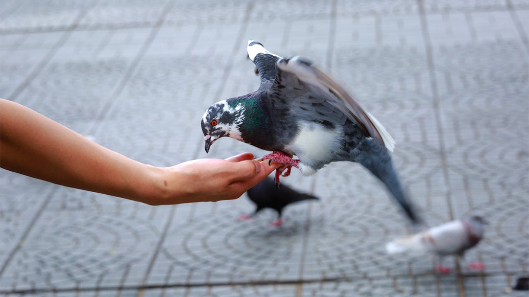 Jangan Sembarang Kasi Makan Merpati di Kota Seoul, Bisa Kena Denda Loh