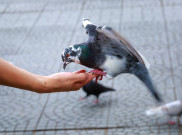 Jangan Sembarang Kasi Makan Merpati di Kota Seoul, Bisa Kena Denda Loh