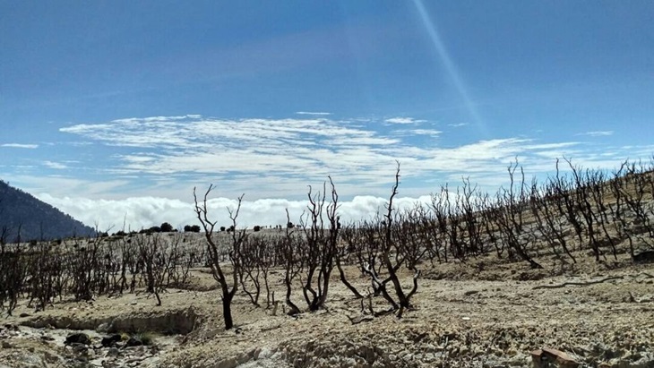 Menuju Hutan Mati Papandayan, Kegersangan yang Memikat Hati