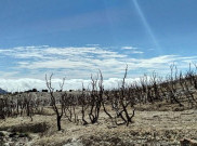 Menuju Hutan Mati Papandayan, Kegersangan yang Memikat Hati