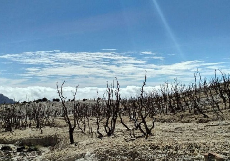 Menuju Hutan Mati Papandayan, Kegersangan yang Memikat Hati