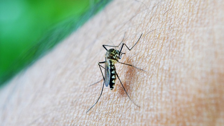 Wapadai nyamuk DBD di musim pancaroba. (Foto: Pixabay/nuzree)