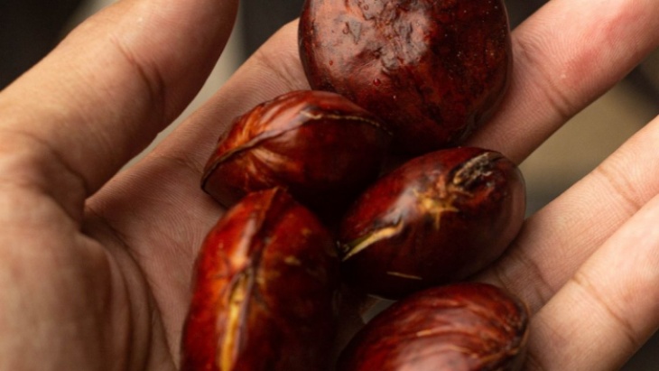 Harga Jengkol Meroket hingga Rp 120 Ribu per Kg, Pemprov DKI Sebut bukan Komoditas Strategis