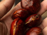 Harga Jengkol Meroket hingga Rp 120 Ribu per Kg, Pemprov DKI Sebut bukan Komoditas Strategis