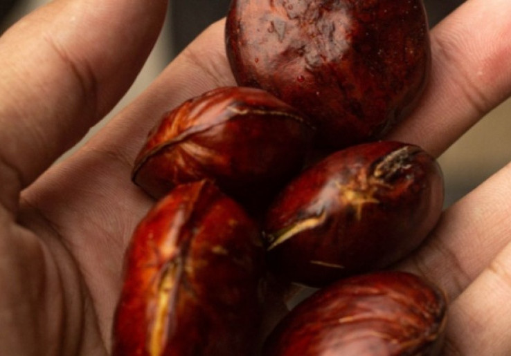 Harga Jengkol Meroket hingga Rp 120 Ribu per Kg, Pemprov DKI Sebut bukan Komoditas Strategis