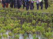 Mahasiswa Jepang Teliti Hutan Mangrove di Pantai Solop 