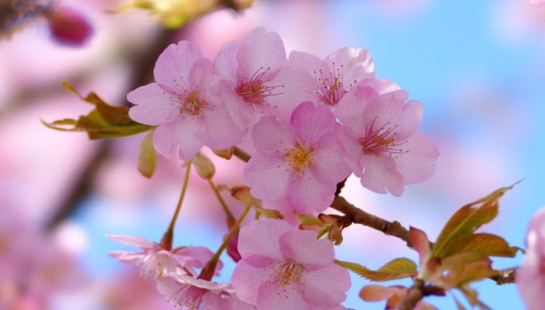 Tips Nikmati Mekar Sakura Untung Jawa, Datang Pas Juli Sampai Agustus