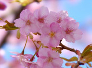 Tips Nikmati Mekar Sakura Untung Jawa, Datang Pas Juli Sampai Agustus