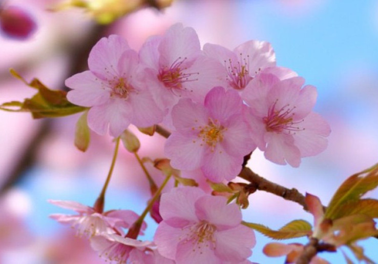 Tips Nikmati Mekar Sakura Untung Jawa, Datang Pas Juli Sampai Agustus