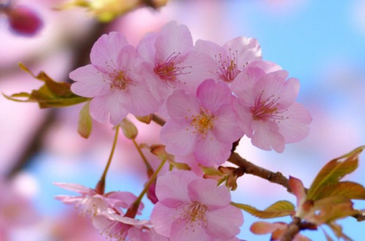 Tips Nikmati Mekar Sakura Untung Jawa, Datang Pas Juli Sampai Agustus