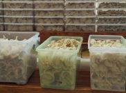 Meski Turun, Harga Sarang Burung Walet Masih Berkisar Rp13,5 juta  