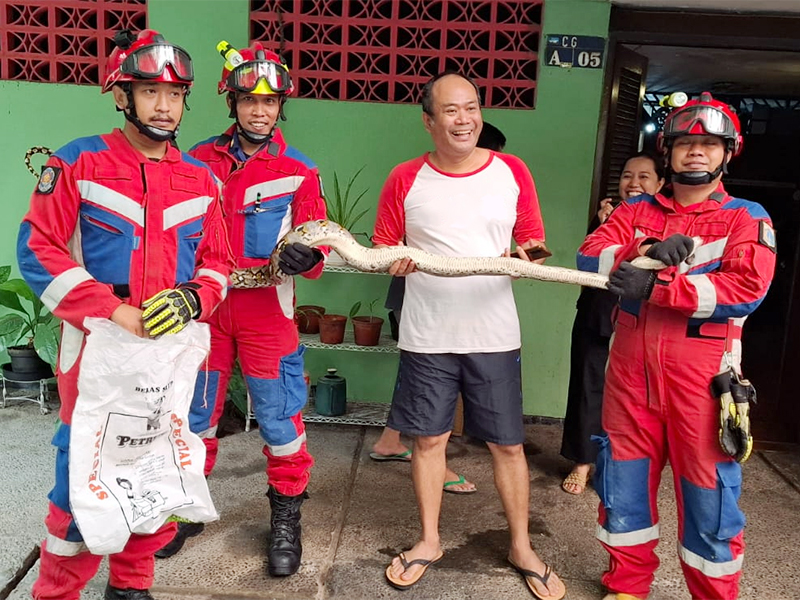 Simak Nih! Cara Mencegah Hewan Liar Masuk Rumah Saat Musim Hujan