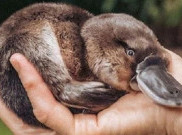 Bisa Didenda Hingga Rp4,2 Miliar Bawa Platypus