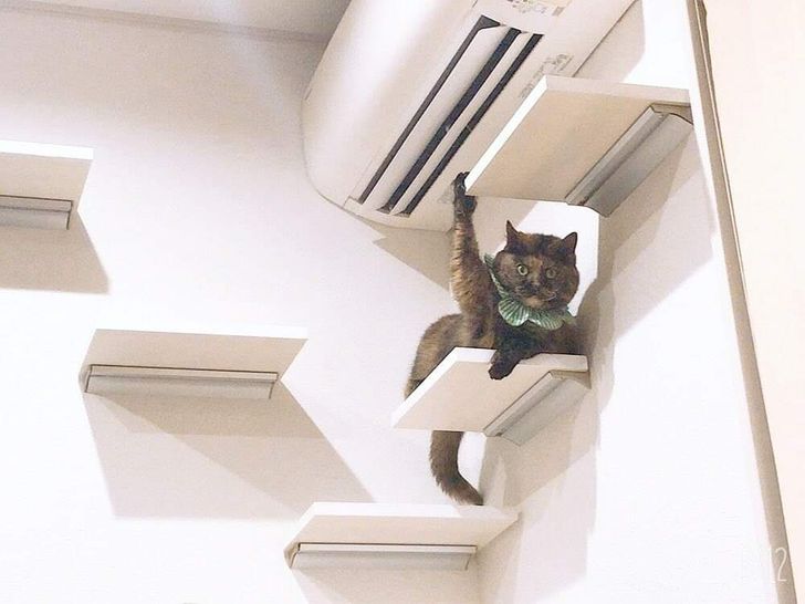 Kucing ini sengaja mengangkat tangannya terus menerus sampai diperhatikan. (Foto Reddit rztan)