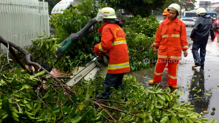 Akibat Hujan Deras, Pohon Tumbang di Dekat Stasiun Kemayoran