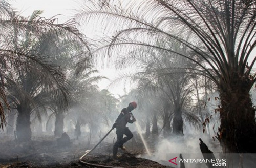 Polres Flotim Tetapkan Tersangka Pembakar Hutan Lindung Ile Muda