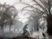 Polres Flotim Tetapkan Tersangka Pembakar Hutan Lindung Ile Muda