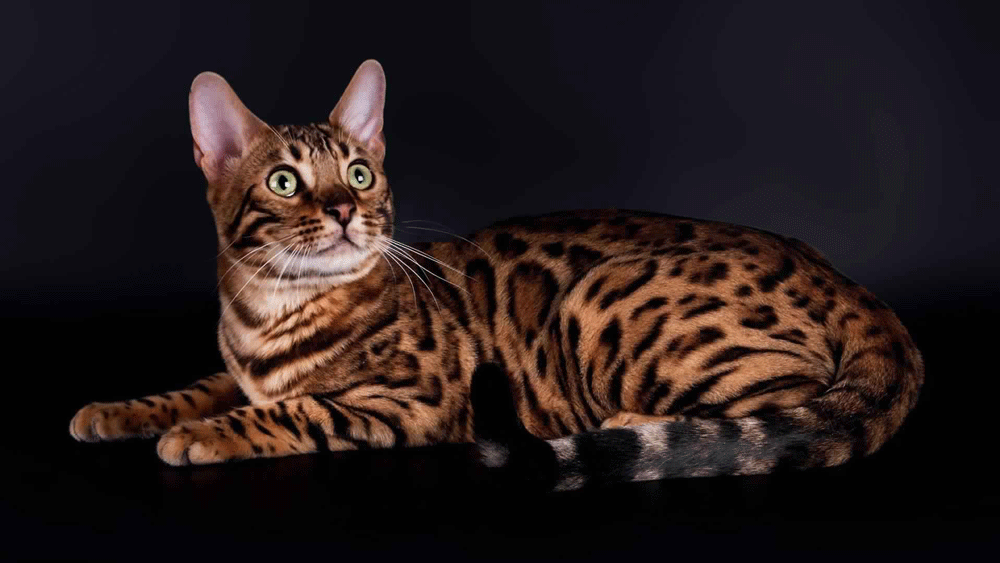 Inilah 5 Kucing Peliharaan yang Memiliki Harga Fantastis