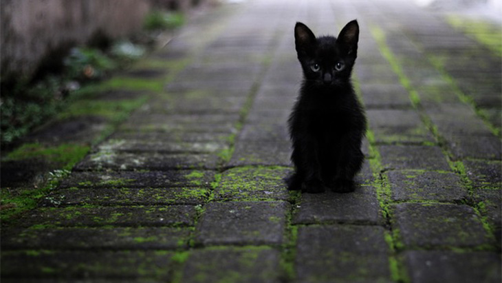 Cek nih, Tanda Kucing Depresi