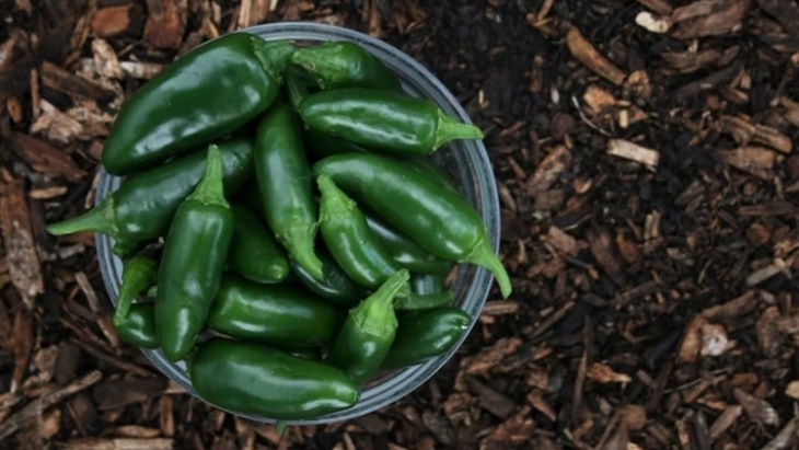 Jalapeno, Cabai Meksiko yang Tidak Pedas