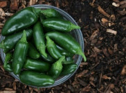 Jalapeno, Cabai Meksiko yang Tidak Pedas