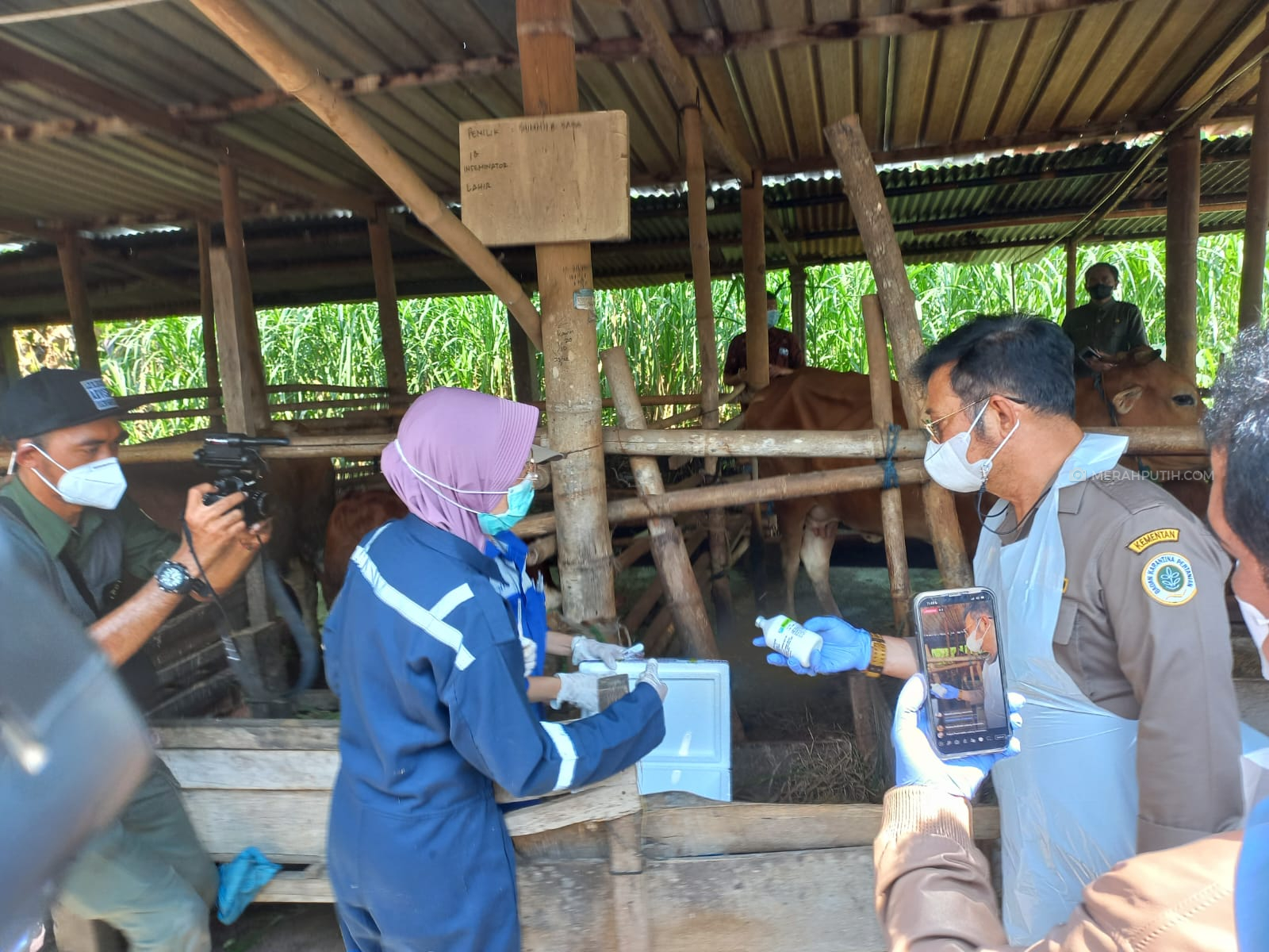 Mentan Syahrul Pantau Langsung Vaksinasi Puluhan Ekor Sapi di Sukoharjo